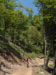 Sterrato nel bosco di faggi