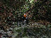 Nel bosco da Casima a Muggio