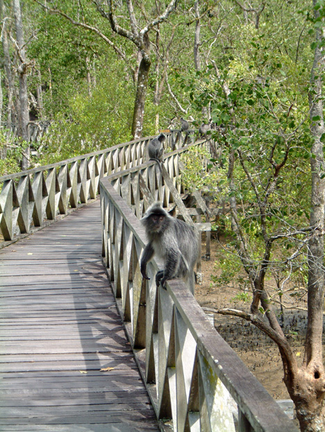 borneo037