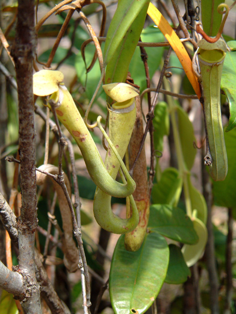 borneo041