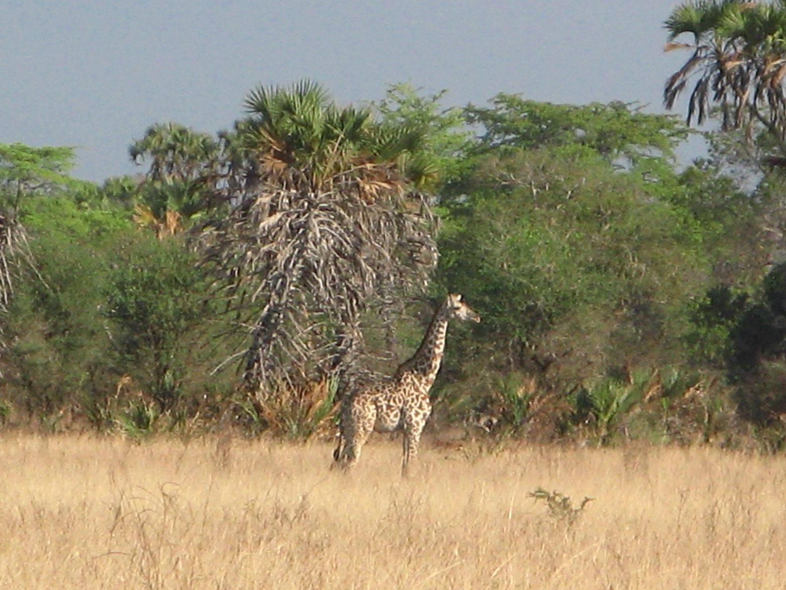 Clicca per ingrandire l'immagine