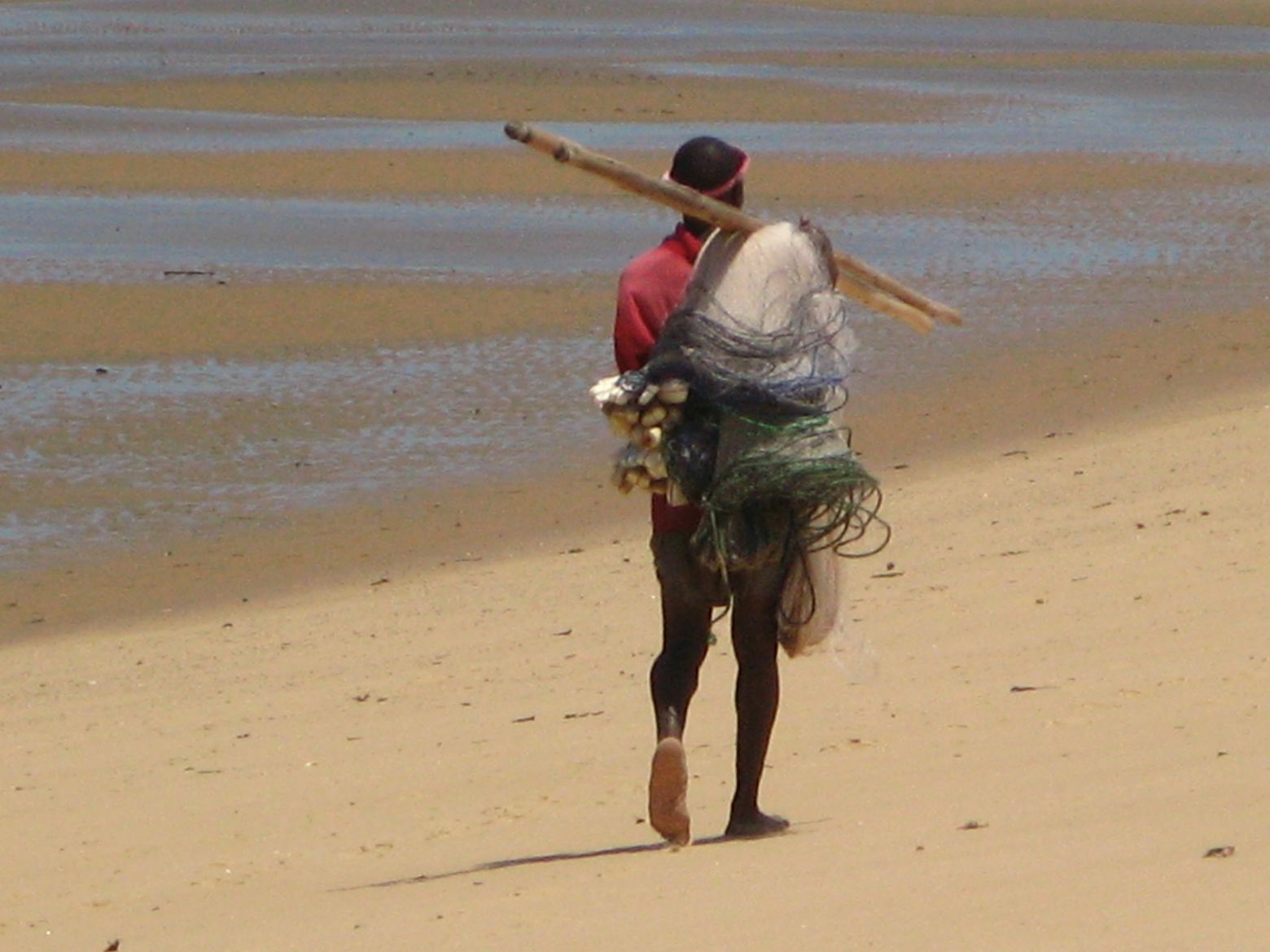 Clicca per ingrandire l'immagine