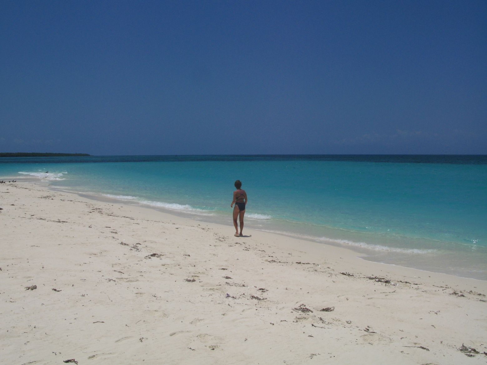 Clicca per ingrandire l'immagine