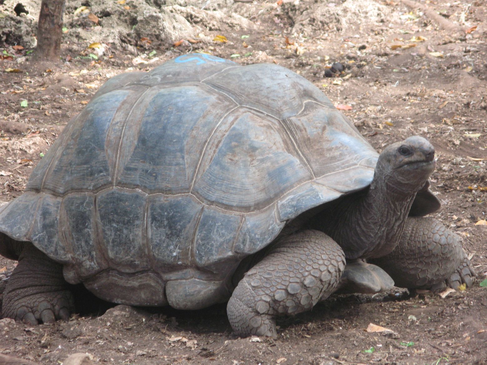 Clicca per ingrandire l'immagine