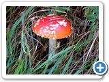 giumello10