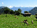 Verso Orimento