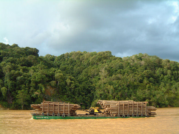 borneo057