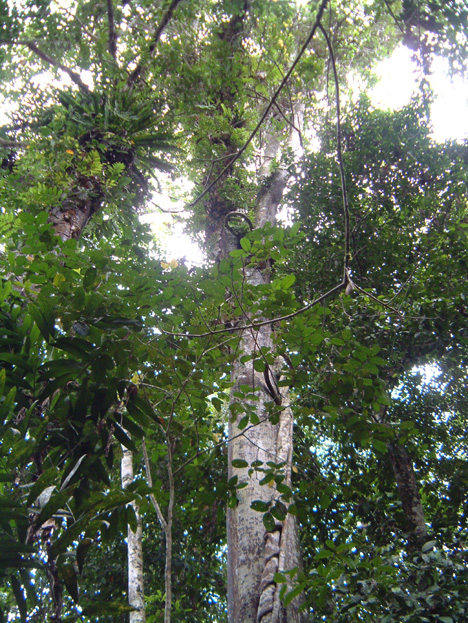 borneo062