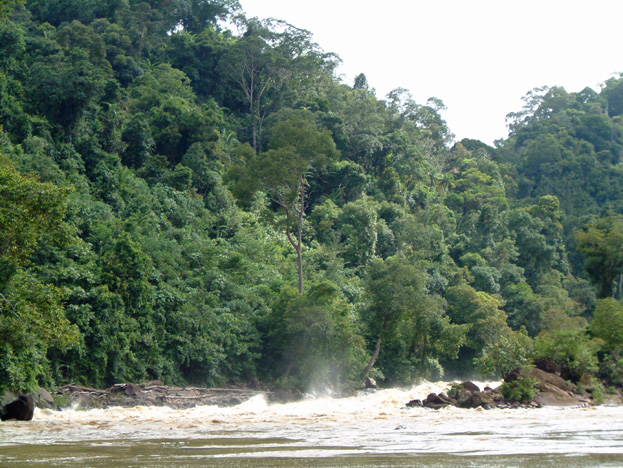 borneo088