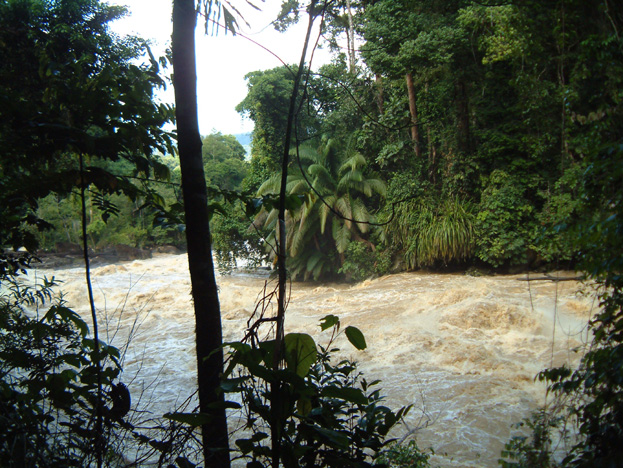 borneo092