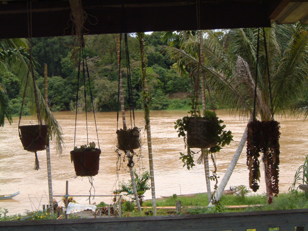 borneo104d