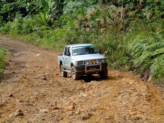 borneo115