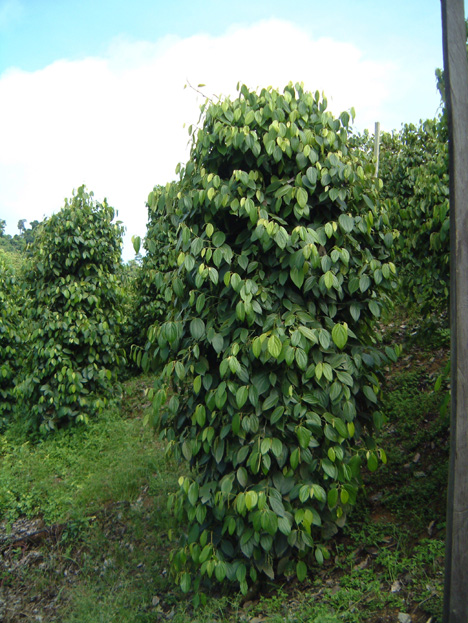 borneo117