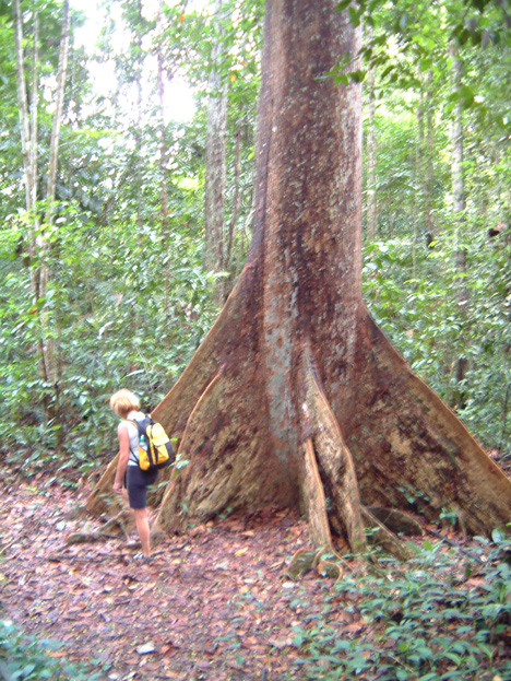 borneo122