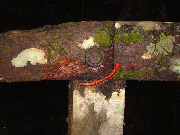 borneo123