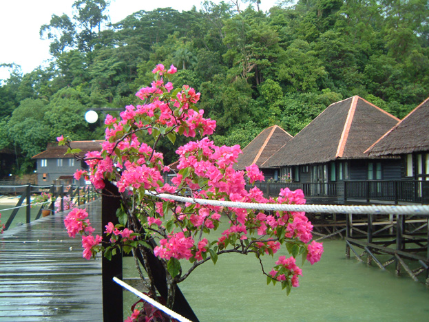 borneo162